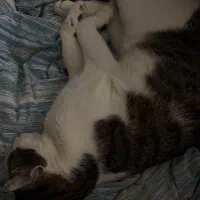 واگذاری|گربه|قم, باجک دو|دیوار