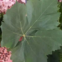 برگ مو تازه