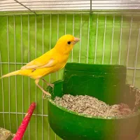 قناری|پرنده|مشهد, شاهد (شهرک غرب)|دیوار