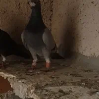 کفتر قره سبز