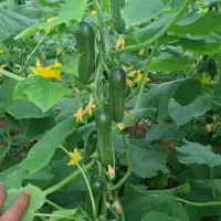 فروش گلخانه مهریز