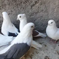 پشدار قدبلند|پرنده|زرند, |دیوار