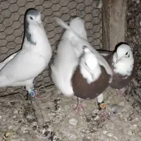 کبوتر|پرنده|زابل, |دیوار