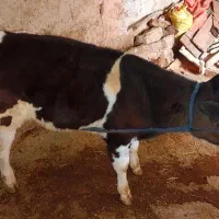 گوساله|حیوانات مزرعه|دهدشت, |دیوار