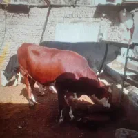 گوساله گاو  و گوشت