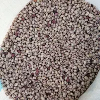 فروش لوبیا چیتی دهبید تمیز و درجه یک|عمدهفروشی|خرم بید, |دیوار