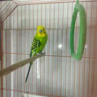 جفت مرغ عشق بهمراه جوجه|پرنده|ارومیه, |دیوار