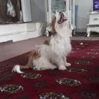 واگذاری سگ شیتزو|سگ|گنبد کاووس, |دیوار