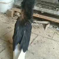 جوجه سوپر شامپیون مشکی