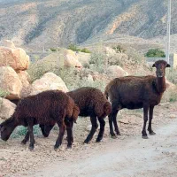 فروش ۱ راس میش بره دار  دو قلوزا جنس افشار