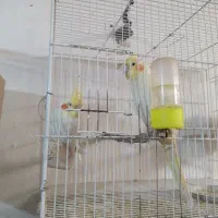 عروس هلندی سالم