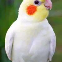 عروس هلندی زیبا