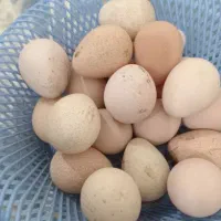 تخم شاخدار نطفه دار