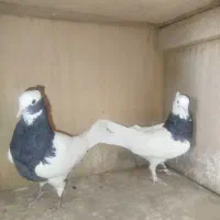 کفترخوب|پرنده|شیراز, پودنک|دیوار