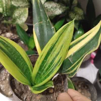 فروش گل تک و تعداد بالا|گل و گیاه طبیعی|رشت, کوی امام رضا|دیوار