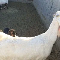 بز گلابی پاکستانی