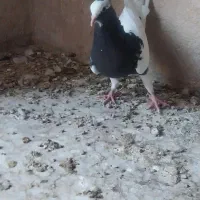 کفتر کبوتر طوقی سه بر قفل|پرنده|شیراز, پارک کوهستانی بوستان|دیوار
