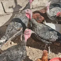 بوقلمون 6 عدد بزرگ دو عدد نیمچه|حیوانات مزرعه|چاهک, |دیوار