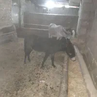 الاغ خر گله ای وباری|حیوانات مزرعه|شازند, |دیوار