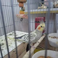 عروس هلندی نر و ماده|پرنده|قرچک, محمد آباد|دیوار