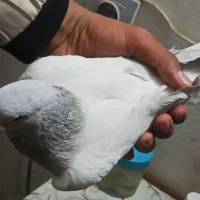 کفتر مامی گم شده|حیوانات|مشهد, انقلاب|دیوار