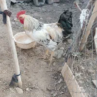 خروس محلی|حیوانات مزرعه|اشنویه, |دیوار