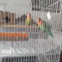 فروش کوتوله برزیلی سخنگو