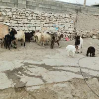 تعدادی بز وبزغاله درجه یک|حیوانات مزرعه|روانسر, |دیوار