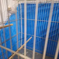 قناری نر|پرنده|کهریزک, |دیوار