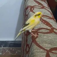 قناری نر دستی  آماده یکساله