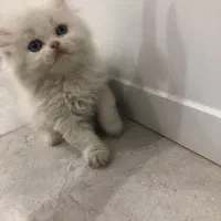 واگذاری تعدادی توله پرشین