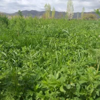 یونجه تازه و سبز