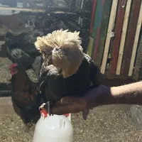 جوجه لهستانی ویاندوت ایام سمانی برهما مرغ وخروس|حیوانات مزرعه|رشت, گیل|دیوار