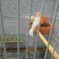 قناری|پرنده|مشهد, کوی سیدی|دیوار