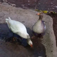 دو عدد غاز|حیوانات مزرعه|اردبیل, |دیوار