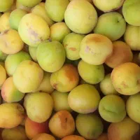 آلوچه ،زردآلو