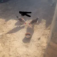 خروس|حیوانات مزرعه|منج, |دیوار