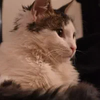 گربه ام گمشده حالم خوب نیست  ب یابنده مژدگانی میدم|حیوانات|نیشابور, شهرک بهداری|دیوار