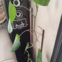 یک جفت باند ایستاده سالم برند تکنو