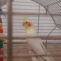 عروس هلندی|پرنده|سیرجان, |دیوار