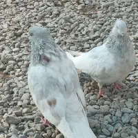 دهتا کله ابر تک نمونه ندارن لوکس