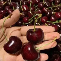 نهالستان میوه تولید انواع نهال