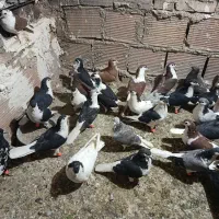 تعدادی رنگی خوب ضده خوردی شلاغ خورده ه ک|پرنده|کوهپایه, |دیوار