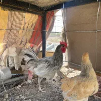 خروس استرالوپ بلو