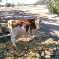 گوساله نر سیمینتال اصل