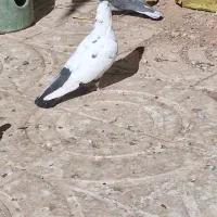 کفتر نر فروشی