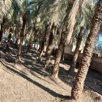 درخت گرازی انجام میدم