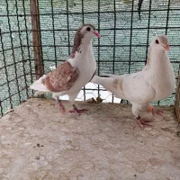 کفتر چادری همه رنگ