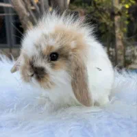 خرگوش نژاد لوپ