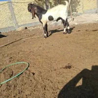 پازن|حیوانات مزرعه|میمند, |دیوار